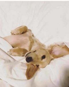 Crème of the Crop Dachshunds English Cream Miniature Dachshund Puppy 3