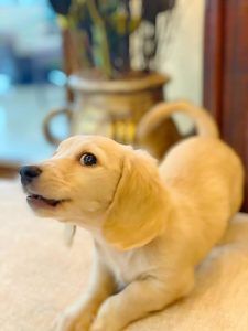 Crème of the Crop Dachshunds English Cream Miniature Dachshund Puppy 4