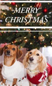 Crème of the Crop Dachshunds English Cream Miniature Dachshunds Christmas 2020
