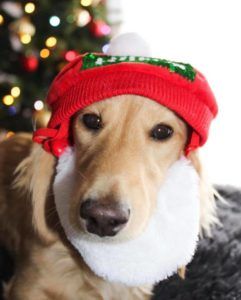 Crème of the Crop Dachshunds Texas English Cream Miniature Dachshund Christmas 2020