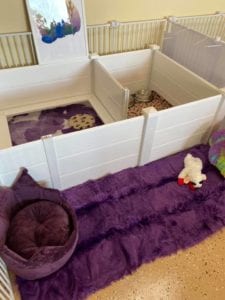 Crème of the Crop Dachshunds English Cream Miniature Dachshund Puppy Nursery 2