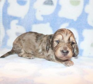 Crème of the Crop Dachshunds English Cream Miniature Dachshund Puppy 2020