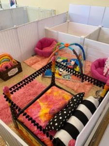 Crème of the Crop Dachshunds English Cream Miniature Dachshund Puppy Nursery 3