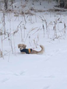 Crème of the Crop Dachshunds English Cream Miniature Dachshund Snow Pic
