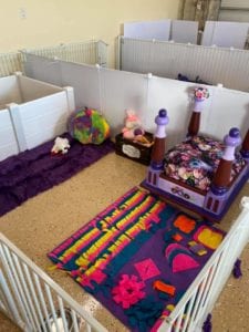 Crème of the Crop Dachshunds English Cream Miniature Dachshund Puppy Nursery 6