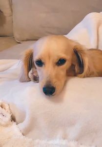 Crème of the Crop Dachshunds English Cream Miniature Dachshund Puppy Breeder Texas