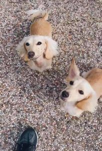 Crème of the Crop Dachshunds English Cream Miniature Dachshund Puppy Breeder Texas 2