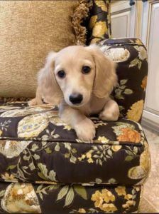 Crème of the Crop Dachshunds English Cream Miniature Dachshund Puppy Breeder Texas 3