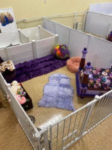 Crème of the Crop Dachshunds English Cream Miniature Dachshund Puppy Nursery 8