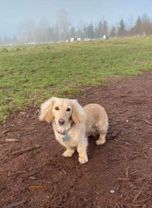 Crème of the Crop Dachshunds English Cream Miniature Dachshund Puppy Breeder Texas 5