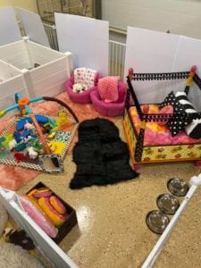 Crème of the Crop Dachshunds English Cream Miniature Dachshund Puppy Nursery 10