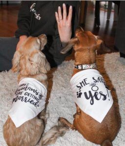 Crème of the Crop Dachshunds English Cream Miniature Dachshund Puppy Breeder Franklin Texas 2