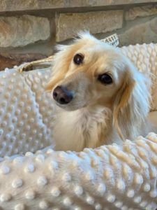 Crème of the Crop Dachshunds English Cream Miniature Dachshund Puppy Breeder Franklin Texas 4