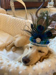 Crème of the Crop Dachshunds English Cream Miniature Dachshund Puppy Breeder Leslie Urso Franklin Texas 2