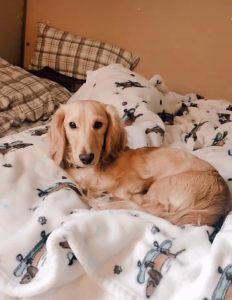 Crème of the Crop Dachshunds English Cream Miniature Dachshund Puppy Breeder Leslie Urso Franklin Texas 5