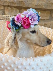 Crème of the Crop Dachshunds English Cream Miniature Dachshund Puppy Breeder Leslie Urso Franklin Texas 6