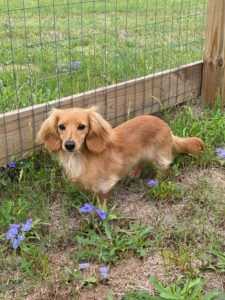 Creme of the Crop Dachshunds - English Cream Miniature Dachshunds