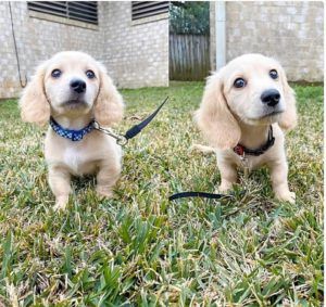 Crème of the Crop Dachshunds English Cream Miniature Dachshund Puppy Breeder Leslie Urso Franklin Texas 7