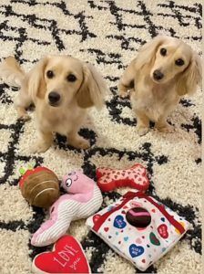 Crème of the Crop Dachshunds English Cream Miniature Dachshund Puppy Breeder Leslie Urso Franklin Texas 8