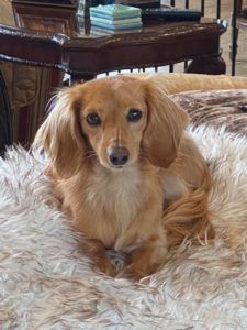 Crème of the Crop Dachshunds English Cream Miniature Dachshund Puppy Breeder Leslie Urso Franklin Texas 9