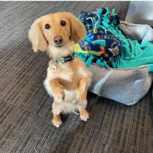 Crème of the Crop Dachshunds English Cream Miniature Dachshund Puppy Breeder Leslie Urso Franklin Texas 10