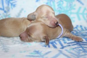 Crème of the Crop Dachshunds English Cream Miniature Dachshund Puppy Litter Franklin Texas