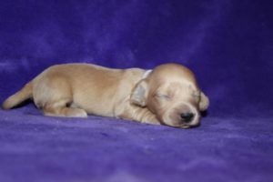 Crème of the Crop Dachshunds English Cream Miniature Dachshund Puppy Litter Franklin Texas 2