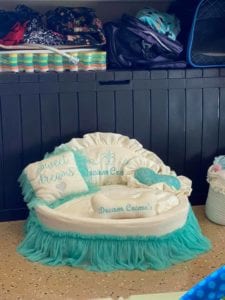 Crème of the Crop Dachshunds English Cream Miniature Dachshund Puppy Nursery Franklin, Texas