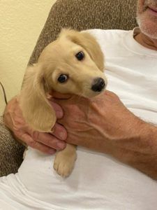 Crème of the Crop Dachshunds English Cream Miniature Dachshund Puppy Pic 2