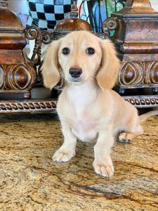 Crème of the Crop Dachshunds English Cream Miniature Dachshund Puppy Pic