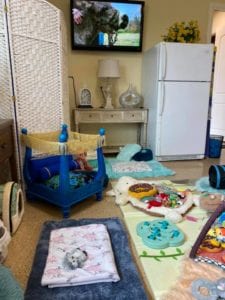 Crème of the Crop Dachshunds English Cream Miniature Dachshund Puppy Nursery Franklin, Texas 2