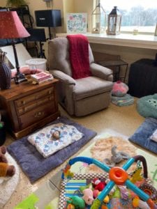 Crème of the Crop Dachshunds English Cream Miniature Dachshund Puppy Breeder Nursery 1