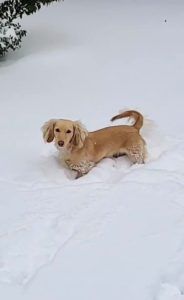 Crème of the Crop Dachshunds English Cream Miniature Dachshund Breeder Snow Day Pic