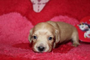 Crème of the Crop Dachshunds English Cream Miniature Dachshund Breeder Valentine's Puppy