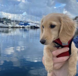 Creme of the Crop Dachshunds - English Cream Miniature Dachshunds