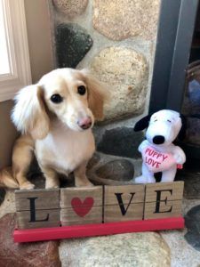 Crème of the Crop Dachshunds English Cream Miniature Dachshund Breeder Valentine's