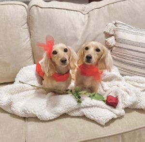 Crème of the Crop Dachshunds English Cream Miniature Dachshund Breeder Valentine's 2021