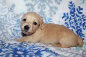 Crème of the Crop Dachshunds English Cream Miniature Dachshund Breeder Puppy Photo 10