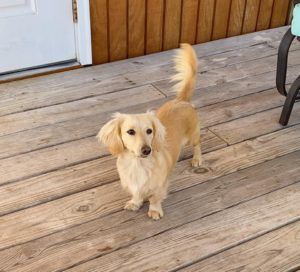 Crème of the Crop Dachshunds English Cream Miniature Dachshund Breeder Parent