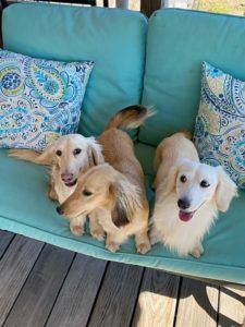 Crème of the Crop Dachshunds English Cream Miniature Dachshund Breeder Leslie Urso Franklin, Texas 10