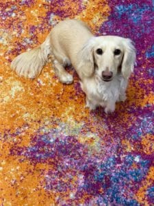 Crème of the Crop Dachshunds English Cream Miniature Dachshund Breeder Magnolia Grace