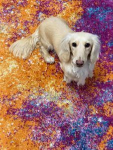 Crème of the Crop Dachshunds English Cream Miniature Dachshund Breeder Magnolia Grace 2