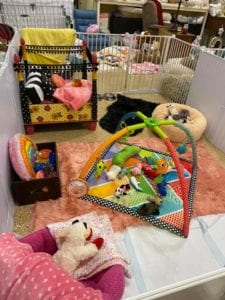 Crème of the Crop Dachshunds English Cream Miniature Dachshund Dream Cream Puppy Nursery Franklin, Texas