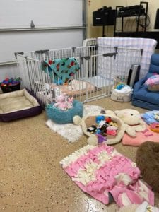 Crème of the Crop Dachshunds English Cream Miniature Dachshund Dream Cream Puppy Nursery Franklin, Texas 2