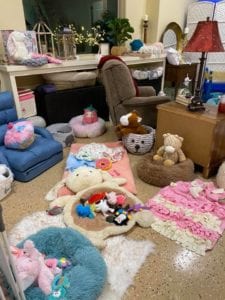 Crème of the Crop Dachshunds English Cream Miniature Dachshund Dream Cream Puppy Nursery Franklin, Texas 3