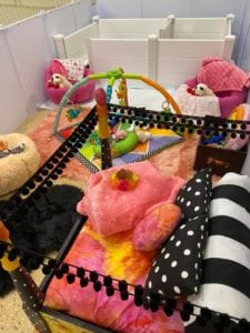 Crème of the Crop Dachshunds English Cream Miniature Dachshund Dream Cream Puppy Nursery Franklin, Texas 5