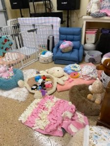 Crème of the Crop Dachshunds English Cream Miniature Dachshund Dream Cream Puppy Nursery Franklin, Texas 9