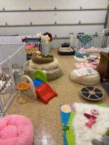 Crème of the Crop Dachshunds English Cream Miniature Dachshund Dream Cream Puppy Nursery Franklin, Texas 11