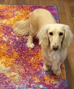 Crème of the Crop Dachshunds English Cream Miniature Dachshund Breeder Magnolia Grace 3