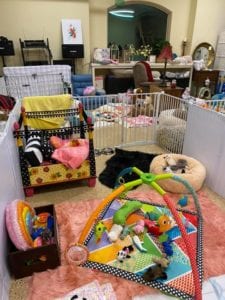 Crème of the Crop Dachshunds English Cream Miniature Dachshund Dream Cream Puppy Nursery Franklin, Texas 12